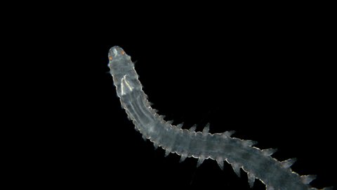 Phalacrophorus Pictus Worm Under Microscope Family Stock Footage Video ...