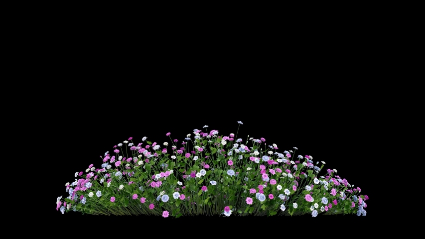 a bunch of flowers or flower bush with blowing wind seamless loop animation isolated on black,  