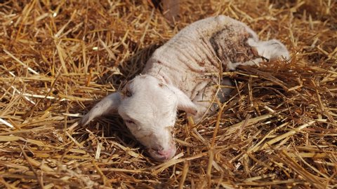 Adorable Baby Goat Sitting On Video De Stock 100 Libre De Droit Shutterstock