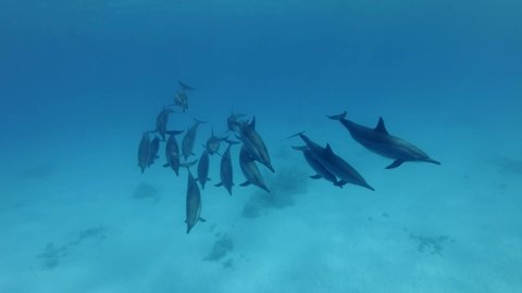 A pod of dolphins swim in the blue water. Spinner dolphins (Stenella longirostris), Underwater shot, rapprochement and support, top view. Red Sea, Egypt, Africa