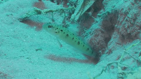 Symbiosis between Prawn goby and Shrimp. Ninebar prawn goby, Luther's prawn-goby or Eightbar goby (Cryptocentrus cryptocentrus) and Djeddah Snapping Shrimp (Djeddah Snapping Shrimp), Red Sea