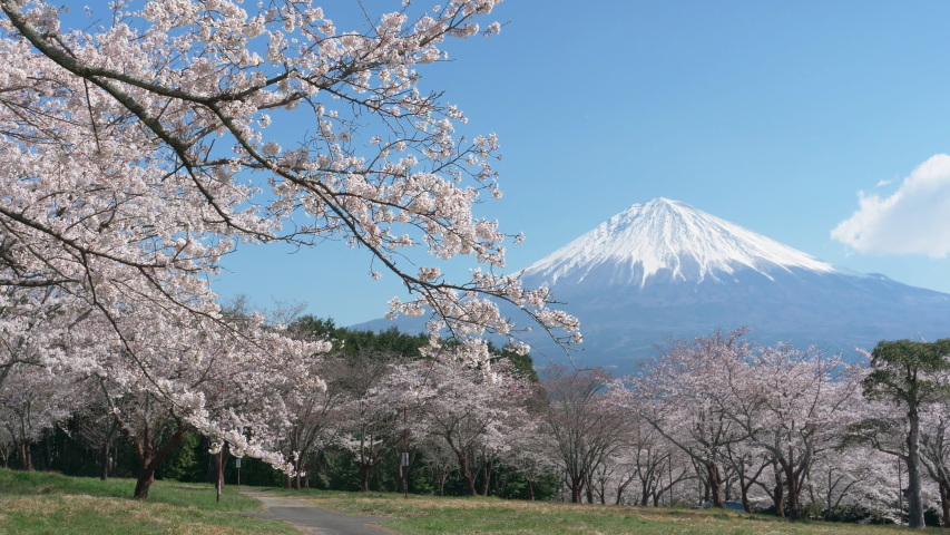 Mt. Fuji and Cherry Blossoms on a Sunny Spring Day (Right to Left Panning)