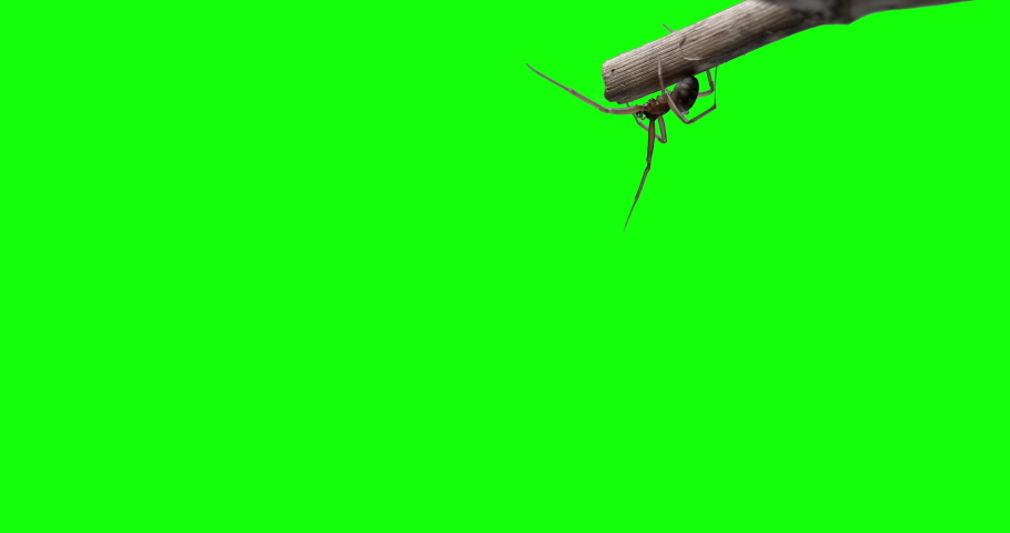 The spider crawls down and scrambles from bottom to top greenscreen Royalty-Free Stock Footage #1047479161