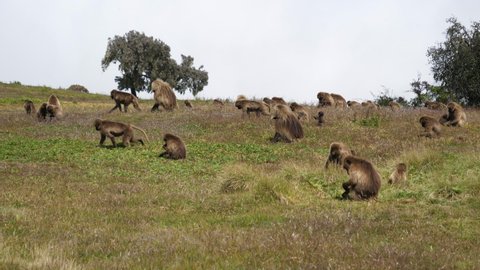 Large family of Gelada Baboons feeding in the highlands of the Semien Mountains