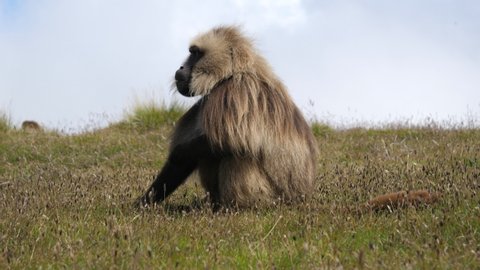Close up of large male Gelada Baboon grazing and scratching himself in the Semien Mountains