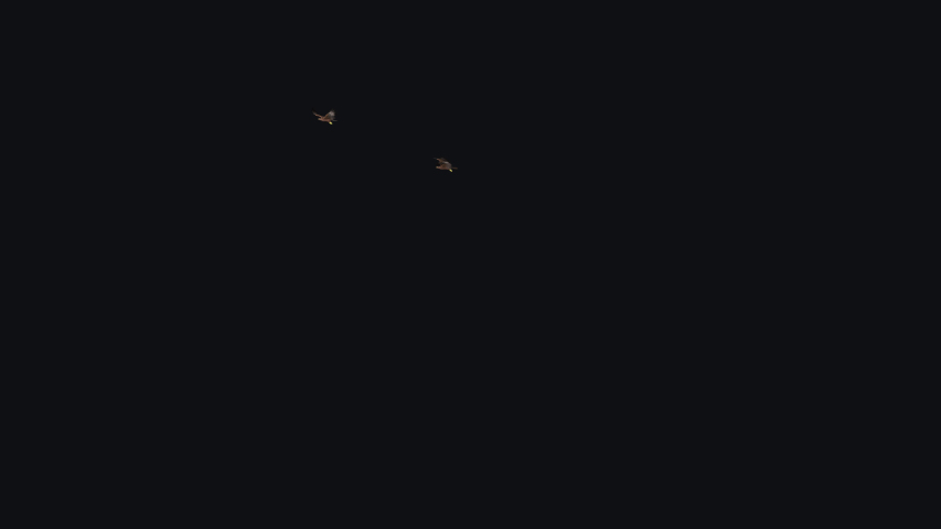 Two Black Kites - Tropical Birds of Prey - Flying Around - Transparent Loop | Shutterstock HD Video #1047481387