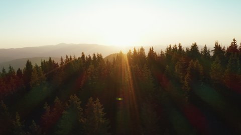 Lens flare in mountains at orange sunrise in summer morning aerial view drone. Sun rays. Green pine forest slopes of mountain range. Bright disk of sun in blue sky slowly sets tops of mountains. 