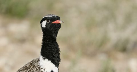 Portrait of a male white-quilled bustard (Afrotis afraoides), Etosha National Park, Namibia
