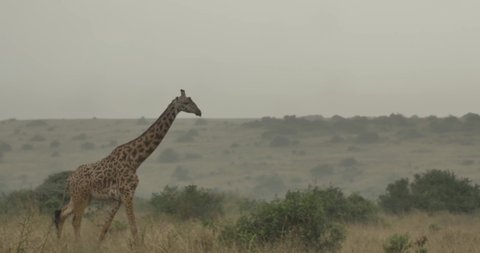 This video is about Giraffes in Kenya National Wildlife Park living and eating from bush. This video was filmed in 4k for best image quality.