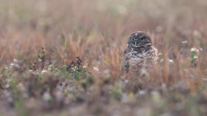 Small owl in the white flower trees image - Free stock photo - Public ...