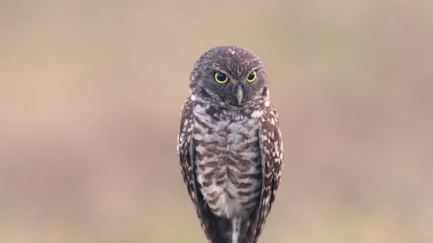 A burrowing owl in Florida video clip in 4k