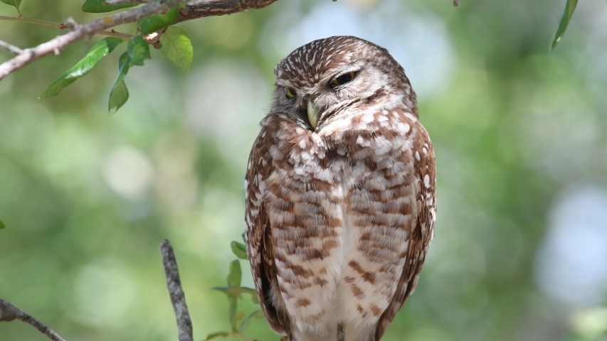 A burrowing owl in Florida video clip in 4k