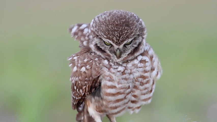 A burrowing owl in Florida video clip in 4k