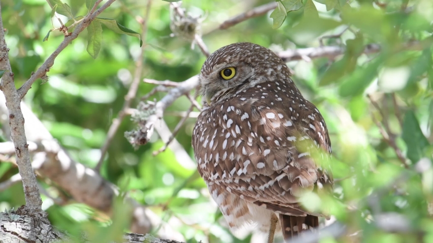 A burrowing owl in Florida video clip in 4k