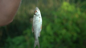 Man holding just caught in lake alive fish isolated on green blurry natural background.
