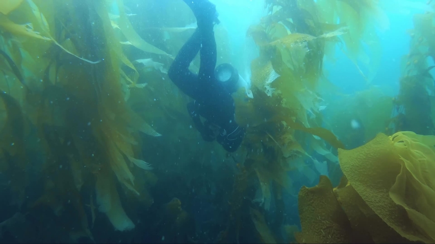 Diver discovering the ocean kelp forest in California