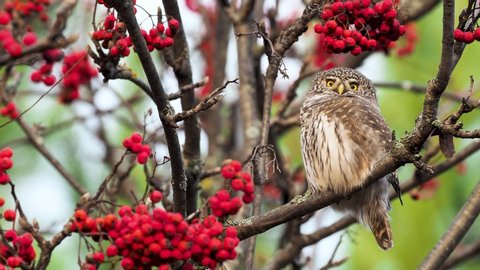 Eurasian pygmy owl among red rowan berries. The Eurasian pygmy owl (Glaucidium passerinum) is the smallest owl in Europe.
