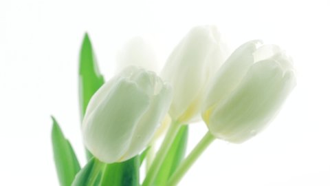 Tulips. Timelapse of white tulips flower blooming, isolated on white background. Time lapse tulip bunch of spring Easter flowers opening, close-up. Holiday bouquet. 4K UHD video 