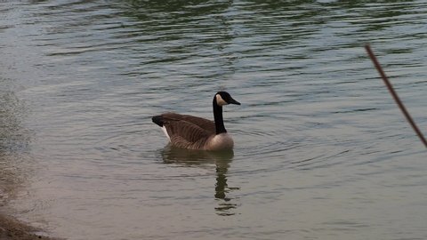 Canadian geese swimming in a body of water in northern California
