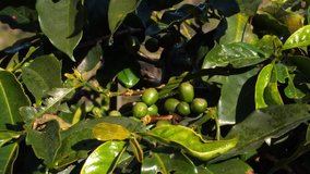 Full HD stock footage of coffee beans cherries. Green coffee beans on the tree. Coffee beans ripening, fresh coffee.