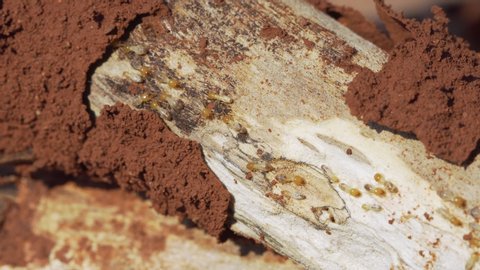 Footage B roll 4K of Termites are eating the wood, Close up termites or white ants, Termite Workers walk and eating the wood in nature, Dry-Wood Termites on the old wood rotting.