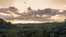 Timelapse of clouds rolling out on top of palm oil trees during sunset. Palm Oil Tree Plantation view from above.