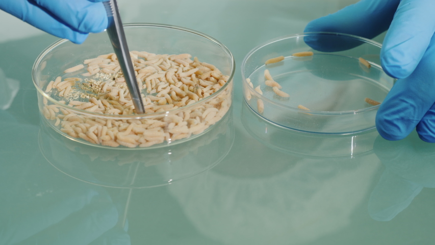 Scientist in the laboratory conducts experiments with maggots