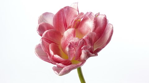 Timelapse of bright pink striped colorful tulip flower blooming on white background. 4K