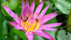 Live and Action Video Bees swarming pollen on the pink lotus flower,Action bee on asian Lotus pink colour.