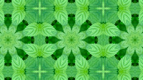 Melissa leaves kaleidoscope background. Lemon balm plant. Hypnotic looped animation. Mandala natural ornament. Mint herb leaf abstract 4k backdrop.