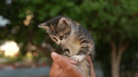 Closeup view video portrait of cute little kitten in hands of woman isolated on blurry green nature background.