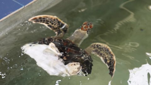 3 Island of mutations Stock Video Footage - 4K and HD Video Clips ...