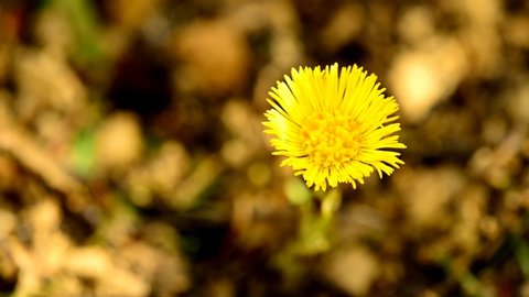 
Coltsfoot, medicinal herb, flower in spring in a German forest