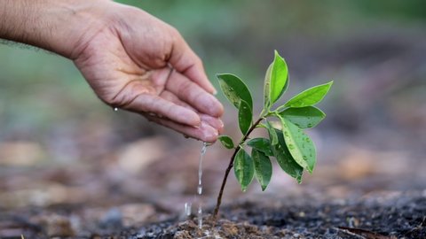 Hand of Agriculture watering to green plant on soil with nature background