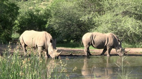 A couple of southern white rhinoceros  (Ceratotherium simum simum) drinking at a water hole in the South African bushveld during the rainy season.