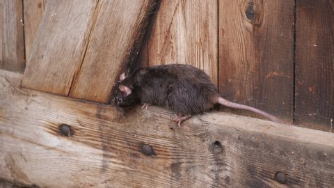 a brown rat is climbing into a wooden wall, several takes