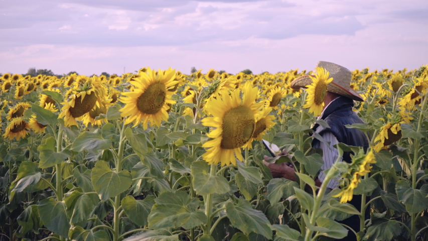 A senior farmer photographs sunflowers and sunflower seeds on a tablet for analysis.  Businessman with tablet analyzes the harvest of sunflower. Modern technologies in the agricultural business.