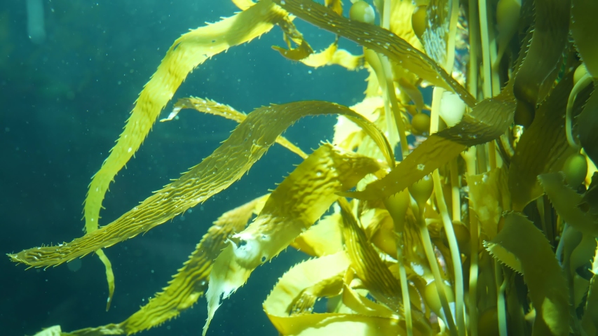 Light rays filter through a Giant Kelp forest. Macrocystis pyrifera. Diving, Aquarium and Marine concept. Underwater close up of swaying Seaweed leaves. Sunlight pierces vibrant exotic Ocean plants. Royalty-Free Stock Footage #1047562072