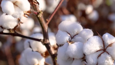 Agriculture, cotton in detail, macro cotton boll, cotton field with blue sky, Brazilian agribusiness