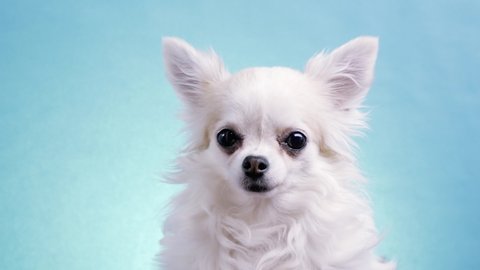 Cute wide eyed dog chihuahua on an isolated blue background in studio. Funny Chihuahua tilts her head to one side, then on other side. She is very curious and inquisitive.