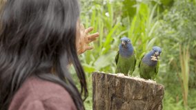 indigenous woman playing and patting parrots in the amazon jungle in ecuador