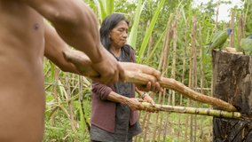 sugar cane processing and juice removal using traditional indigenous methods in ecuador