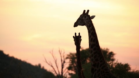 Silhoutted Giraffes in Madikwe Game Reserve South Africa