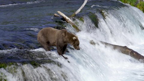 Grizzly bear catches salmon at Brooks Falls and walks closer to eat it