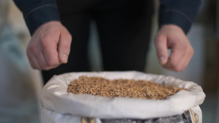 The brewer takes a handful of malt from the bag in the palm of his hand and pours it out Royalty-Free Stock Footage #1047607951