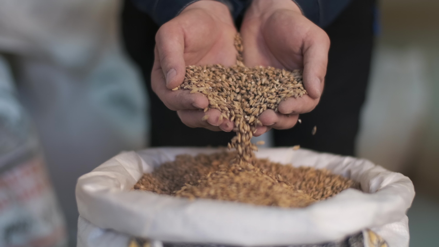 The brewer takes a handful of malt from the bag in the palm of his hand and pours it out Royalty-Free Stock Footage #1047607951