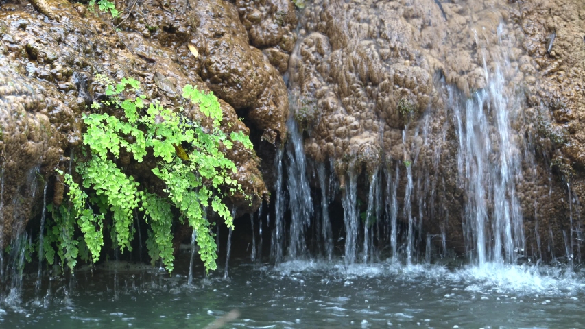 Greenery Hairmaiden Fern in nature with water drop, Thac Dai Yem waterfall, Moc Chau, Son La, Vietnam.