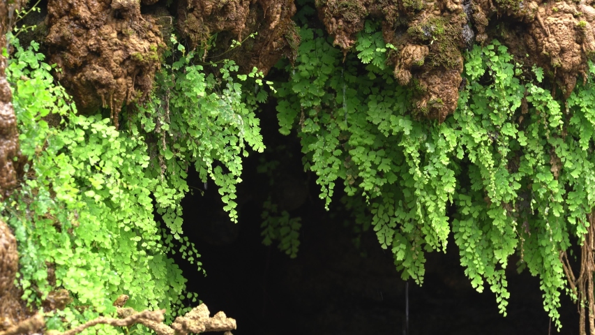 Greenery Hairmaiden Fern in nature with water drop, Thac Dai Yem waterfall, Moc Chau, Son La, Vietnam.