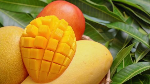 A woman is serving mango on full frame green leaf background, design concept of tropical summer fresh fruit harvest, close up, 4K.