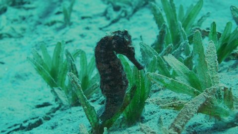 Close up of Seahorse sitting on a sandy bottom covered with green algae, underwater macro shot